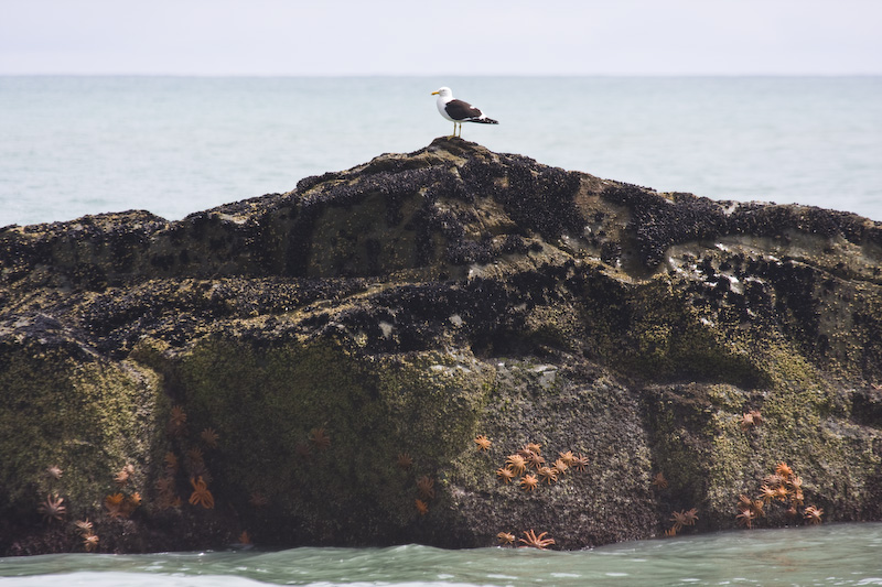 Kelp Gull On Seastar Covered Rock